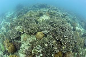 Coral community in Hong Kong waters